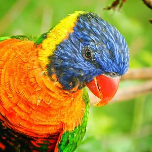 Jun. 2015 - Australia and the Islands - Rainbow Lorikeet
