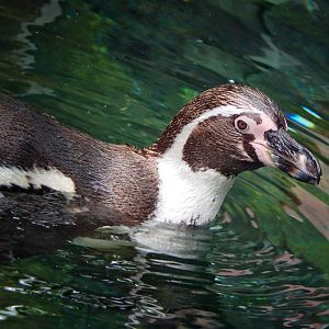Jun. 2015 - Shores - Humboldt Penguin