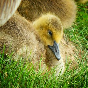 Jun. 2015 - Canada Gosling