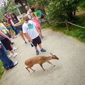 Jun. 2015 - Asian Passage - Pheasant Aviary - Muntjac Crossing!