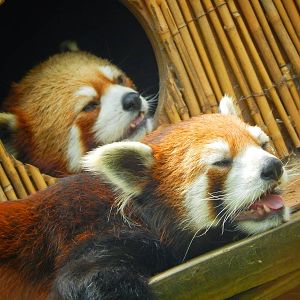 Jun. 2015 - Asian Passage - Red Pandas