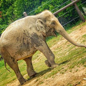 Jun. 2015 - Asian Passage - Phoebe