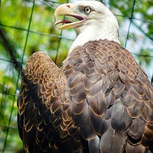 Jun. 2015 - North America - Bald Eagle