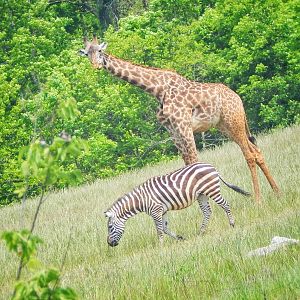 Jun. 2015 - Heart of Africa - Masai Giraffe and Grant's Zebra