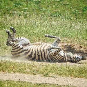 Jun. 2015 - Heart of Africa - Grant's Zebra