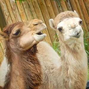 Jun. 2015 - Heart of Africa - Dromedary Camels