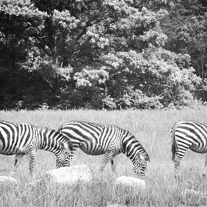 Jun. 2015 - Heart of Africa - Grant's Zebras