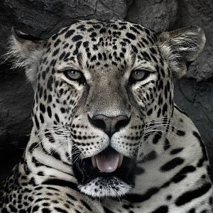 Jun. 2015 - African Leopard