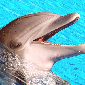 Jun. 2015 - Bottlenose Dolphin