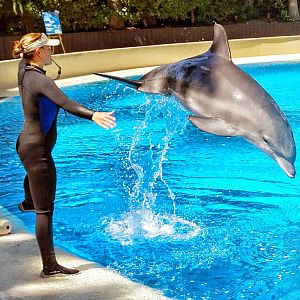 Jun. 2015 - Bottlenose Dolphin