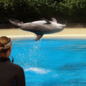 Jun. 2015 - Bottlenose Dolphin