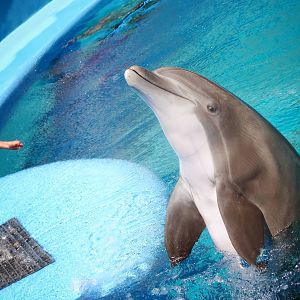 Jun. 2015 - Bottlenose Dolphin