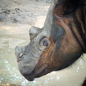 Jul. 2015 - Wildlife Canyon - Harapan