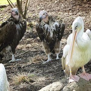 Jun. 2015 - Africa - Lappet-faced Vultures + Pink-backed Pelican