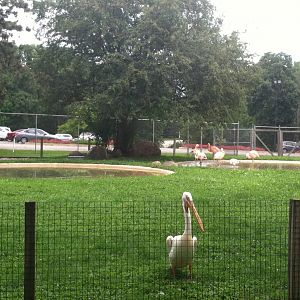 Pelican/Flamingo Pool