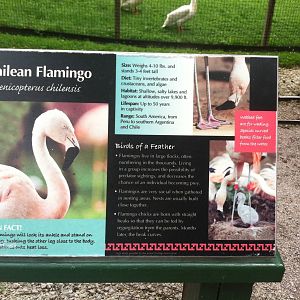 Chilean Flamingo Signage