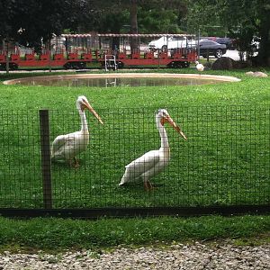 Pelican/Flamingo Pool