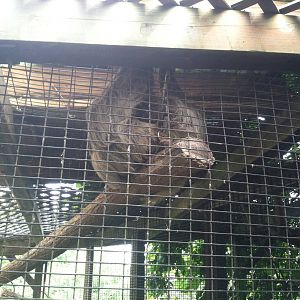 Two-Toed Sloth