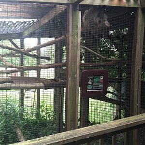 Two-Toed Sloth Exhibit