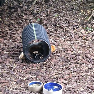 Guinea Pigs Sleeping in Tube