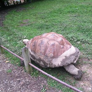 Galapagos Tortoise