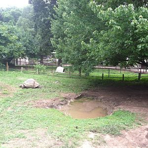Galapagos Tortoise Exhibit
