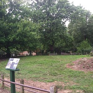 Galapagos Tortoise Exhibit