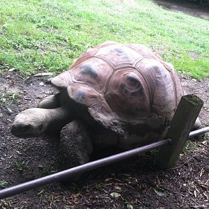 Galapagos Tortoise