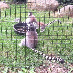 Ring-Tailed Lemurs