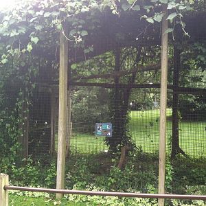 Lady Ross's Turaco Exhibit (Empty)