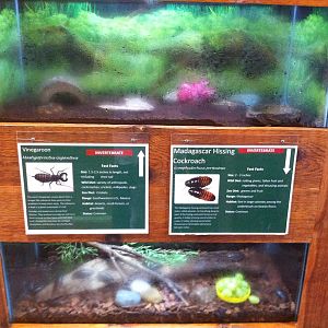 Herpetarium: Invertebrate Terrariums