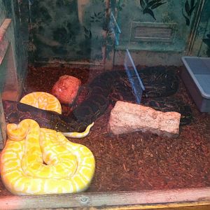 Burmese Pythons