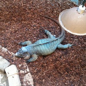 Rhinoceros Iguana