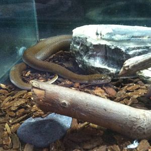 African House Snake