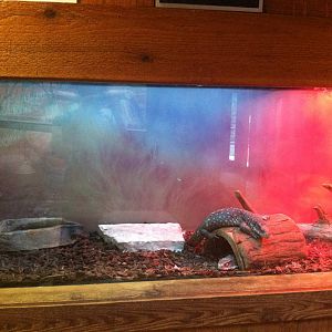 Savannah Monitor Exhibit