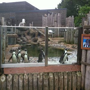 Humboldt Penguins