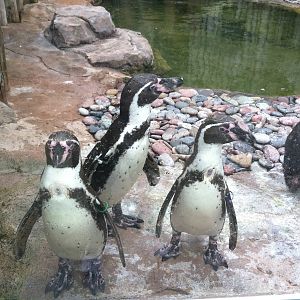 Humboldt Penguins