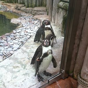 Humboldt Penguins