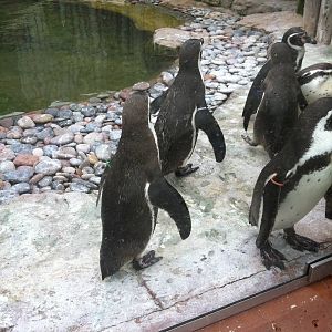 Humboldt Penguins
