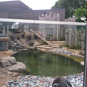 Humboldt Penguin Exhibit