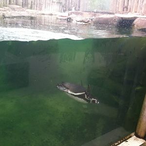 Humboldt Penguin Diving