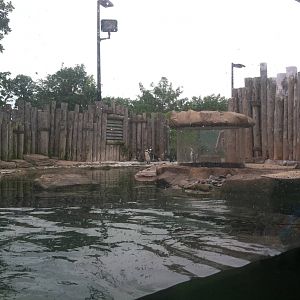 Humboldt Penguin Exhibit
