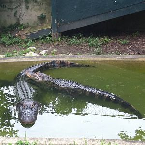 American Alligators