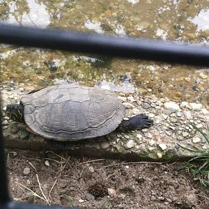 Turtle ID?