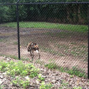 African Wild Dog