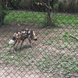 African Wild Dogs