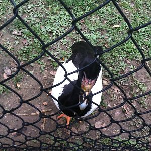 Magpie Goose Close-Up