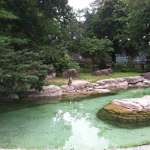 African Penguin Exhibit