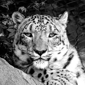 Jul. 2015 - Cat Canyon - Snow Leopard - Nubo