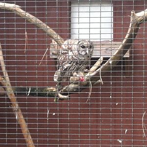 Barred Owl